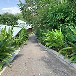 Drake Bay Greenleaf