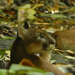 Corcovado Wilderness Lodge By Scp