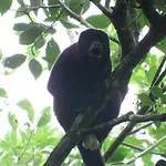 Selva Color - Forest & Beach Ecolodge