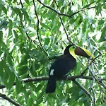 Selva Color - Forest & Beach Ecolodge