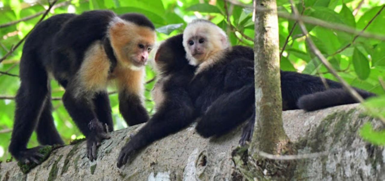 Mycasa's Bed & Breakfast Manuel Antonio