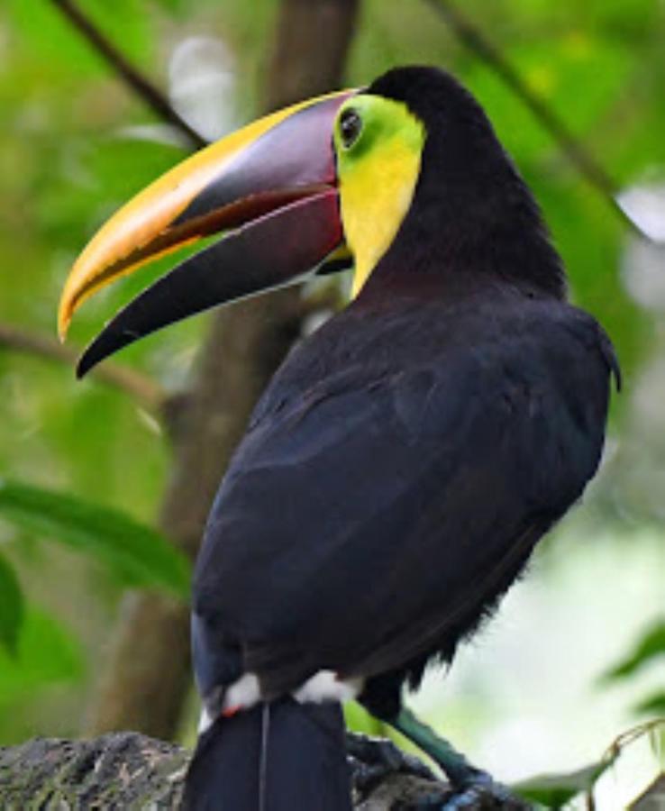 Mycasa's Bed & Breakfast Manuel Antonio
