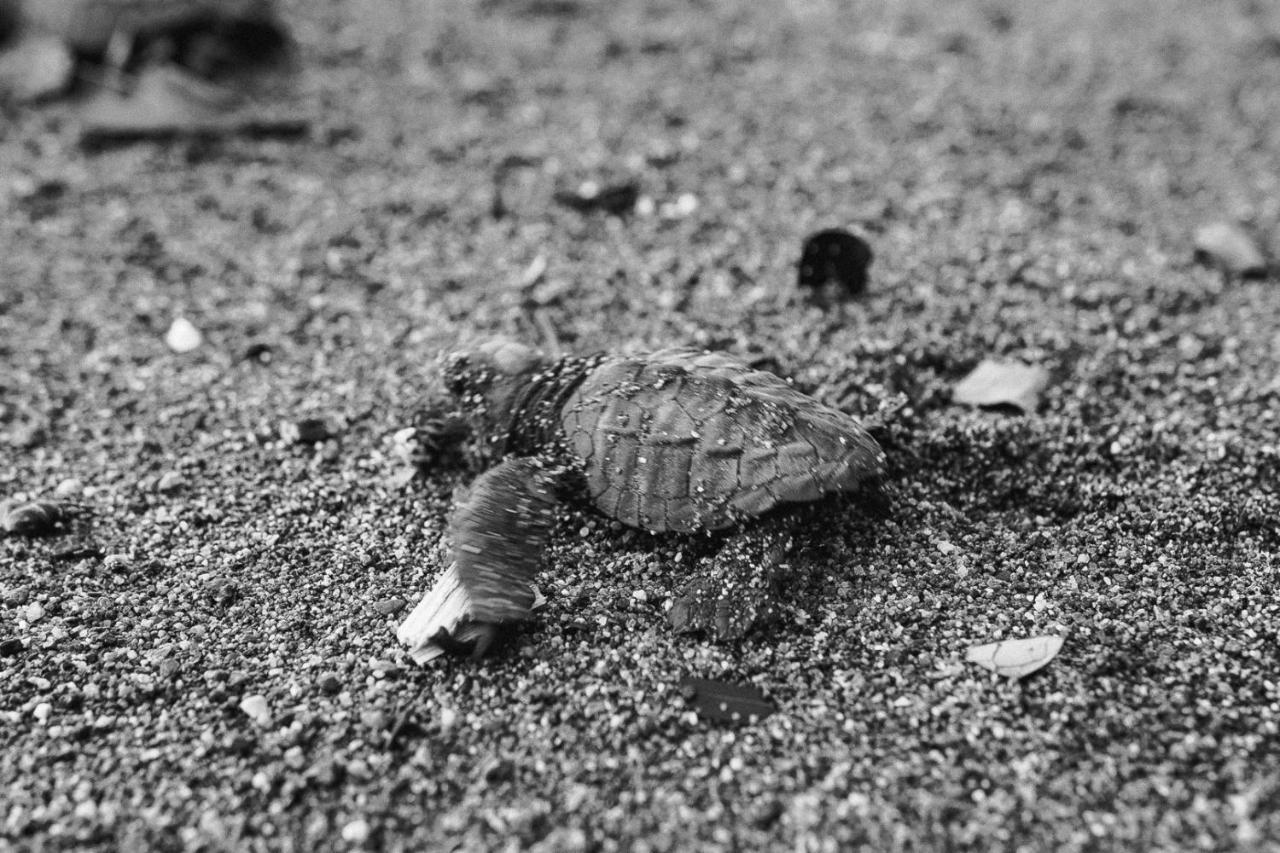 Life For Life Hostel: Sea Turtle Conservation At Hostel