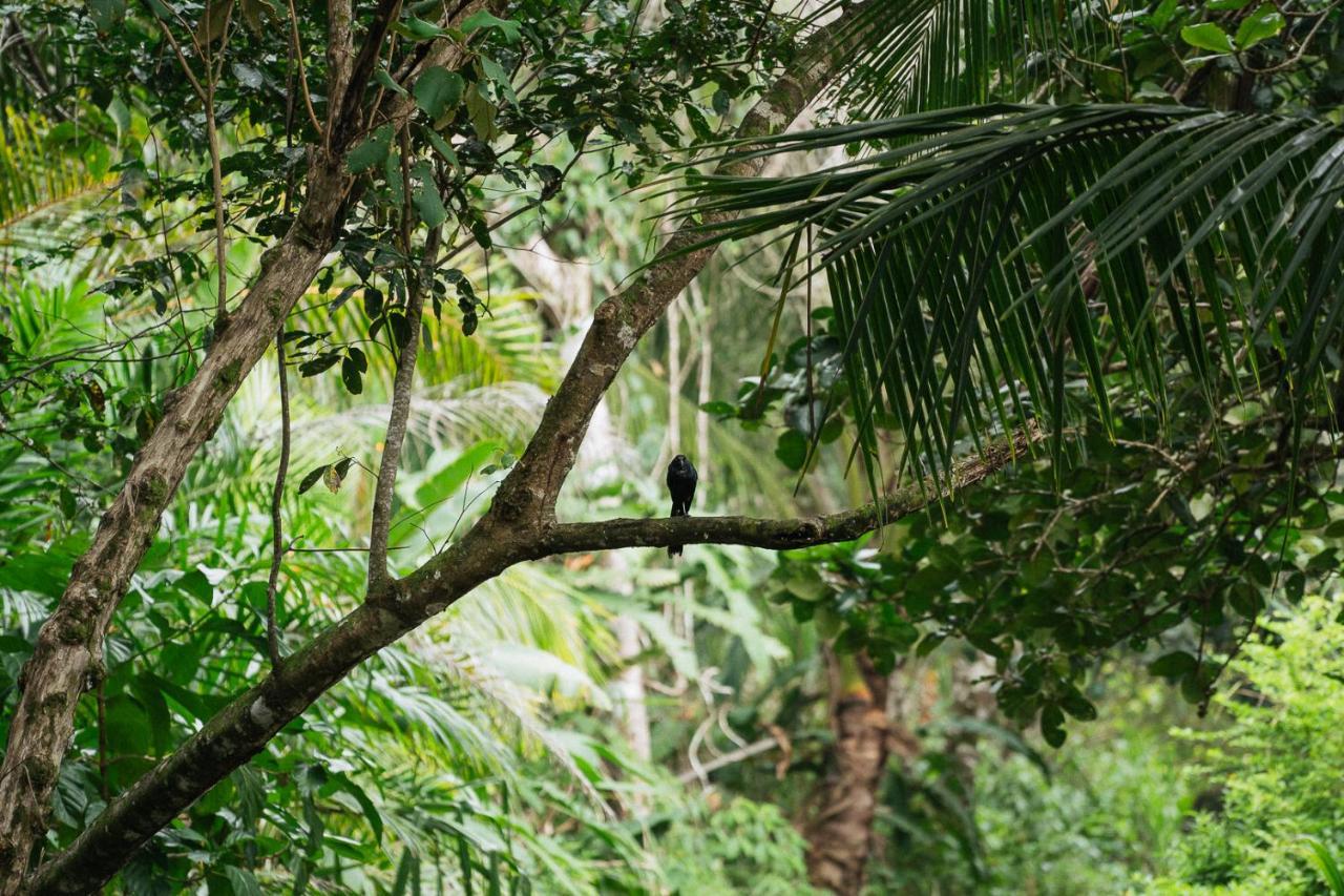 Hostel Life For Life Hostel: Sea Turtle Conservation At Drake Bay