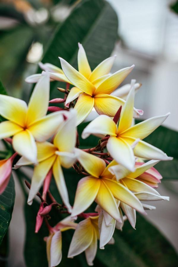Mother Earth Luxury Boutique Hotel, Restaurant & (adults Only) Hotel Tamarindo