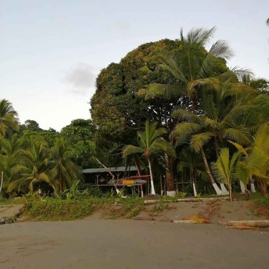 Life For Life Hostel: Sea Turtle Conservation At Hostel *