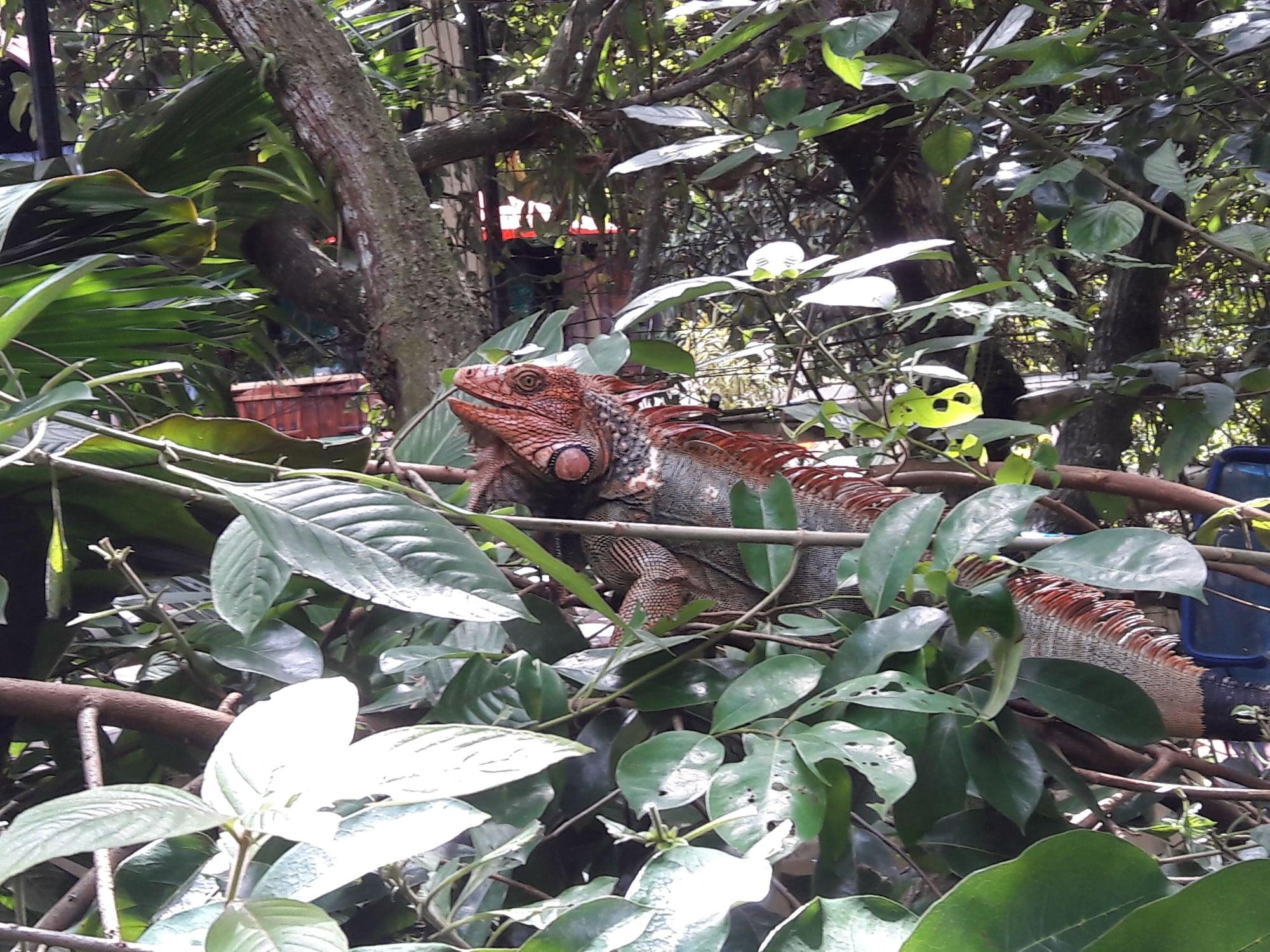 La Colina Hotel Manuel Antonio