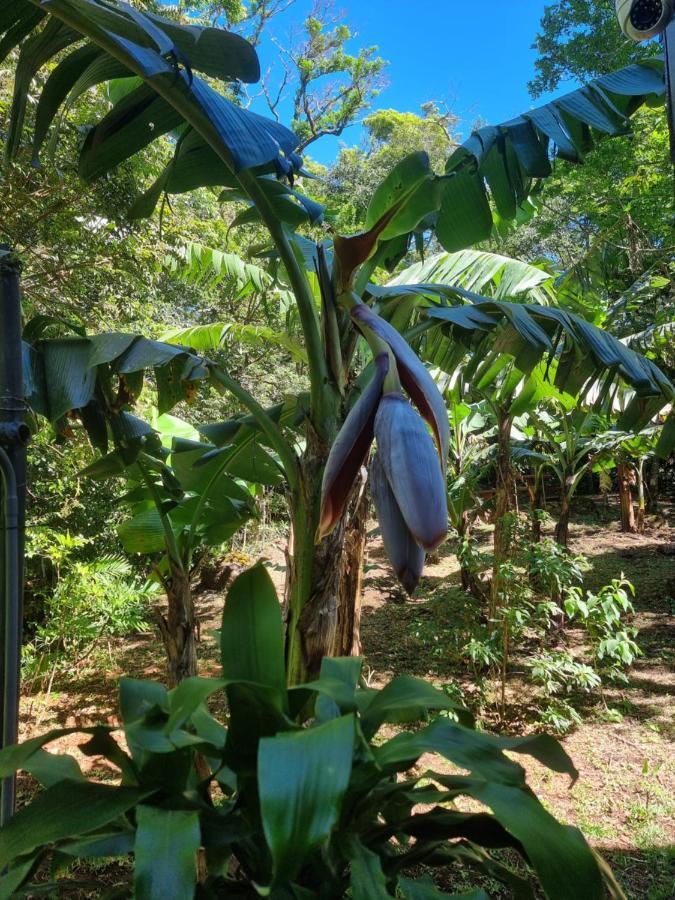 Bed & Breakfast Calathea 3*