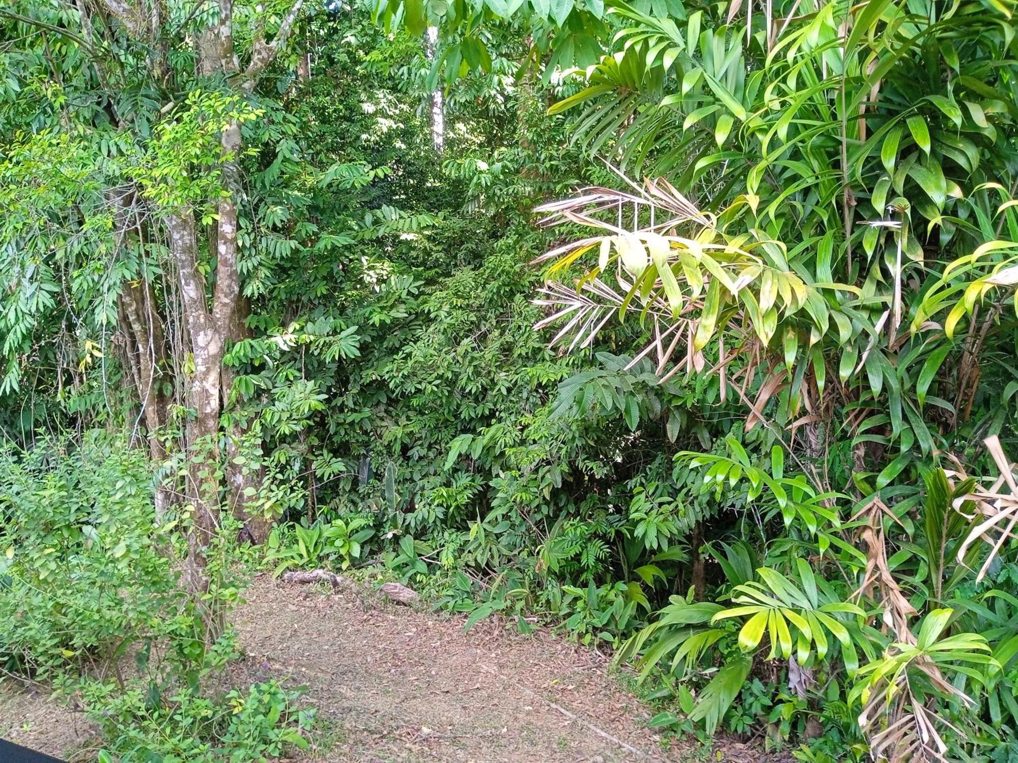 Bajo Bosque Drake Chalet Drake Bay