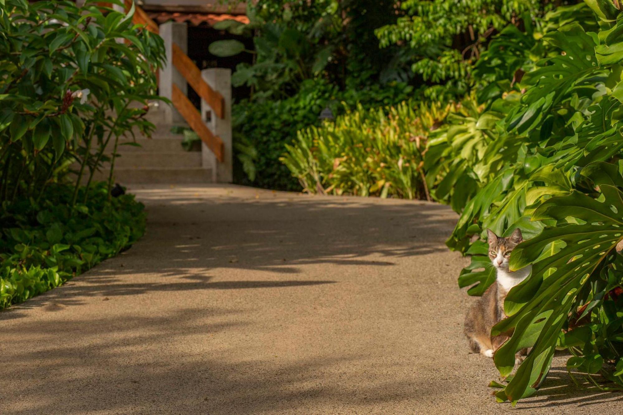 Capitan Suizo Beachfront Boutique Hotel