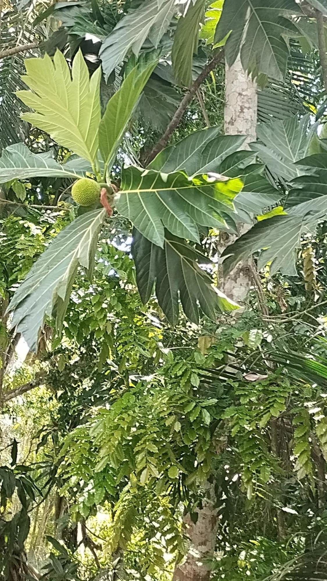 Casajungla