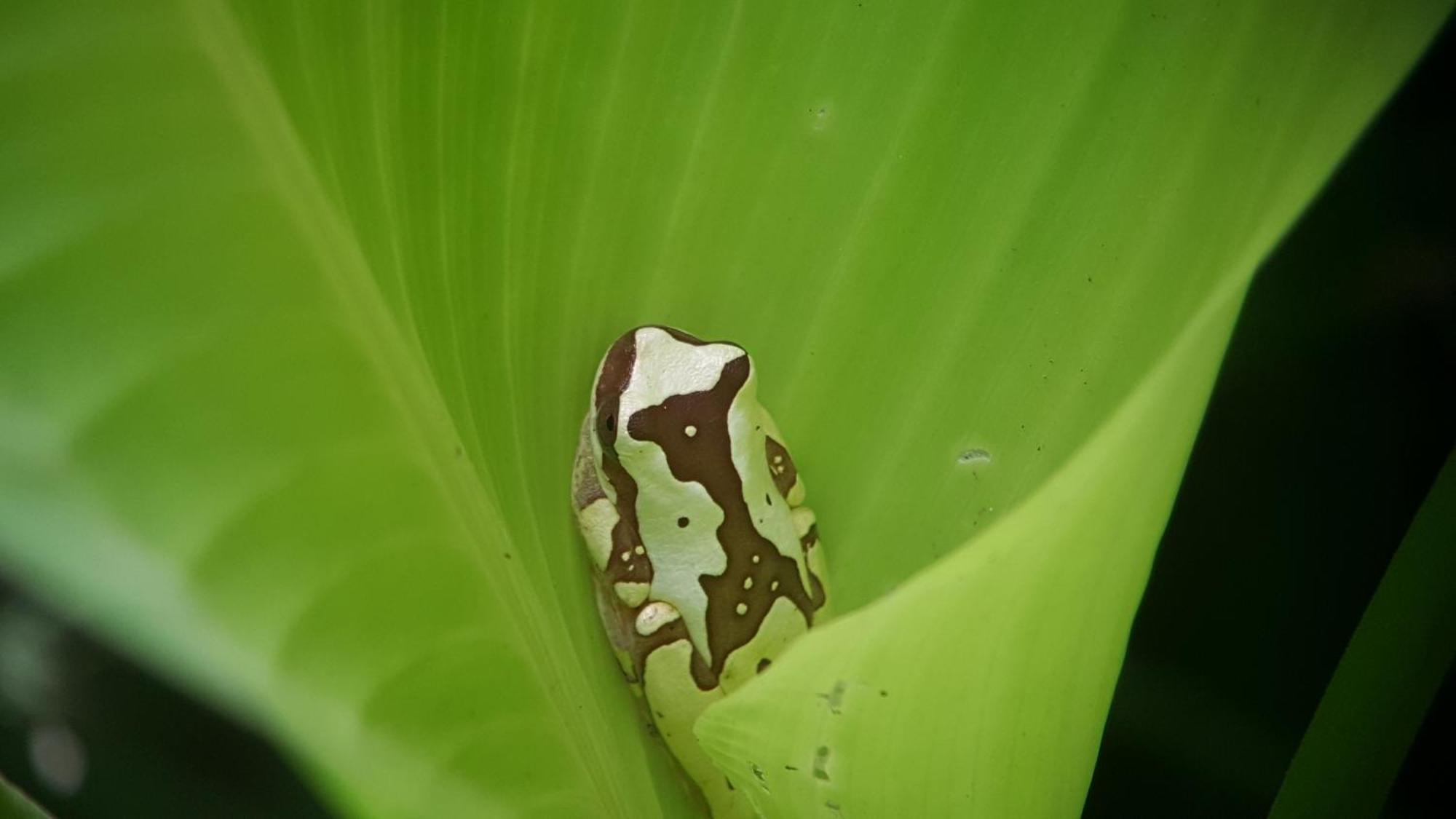 La Mariposa