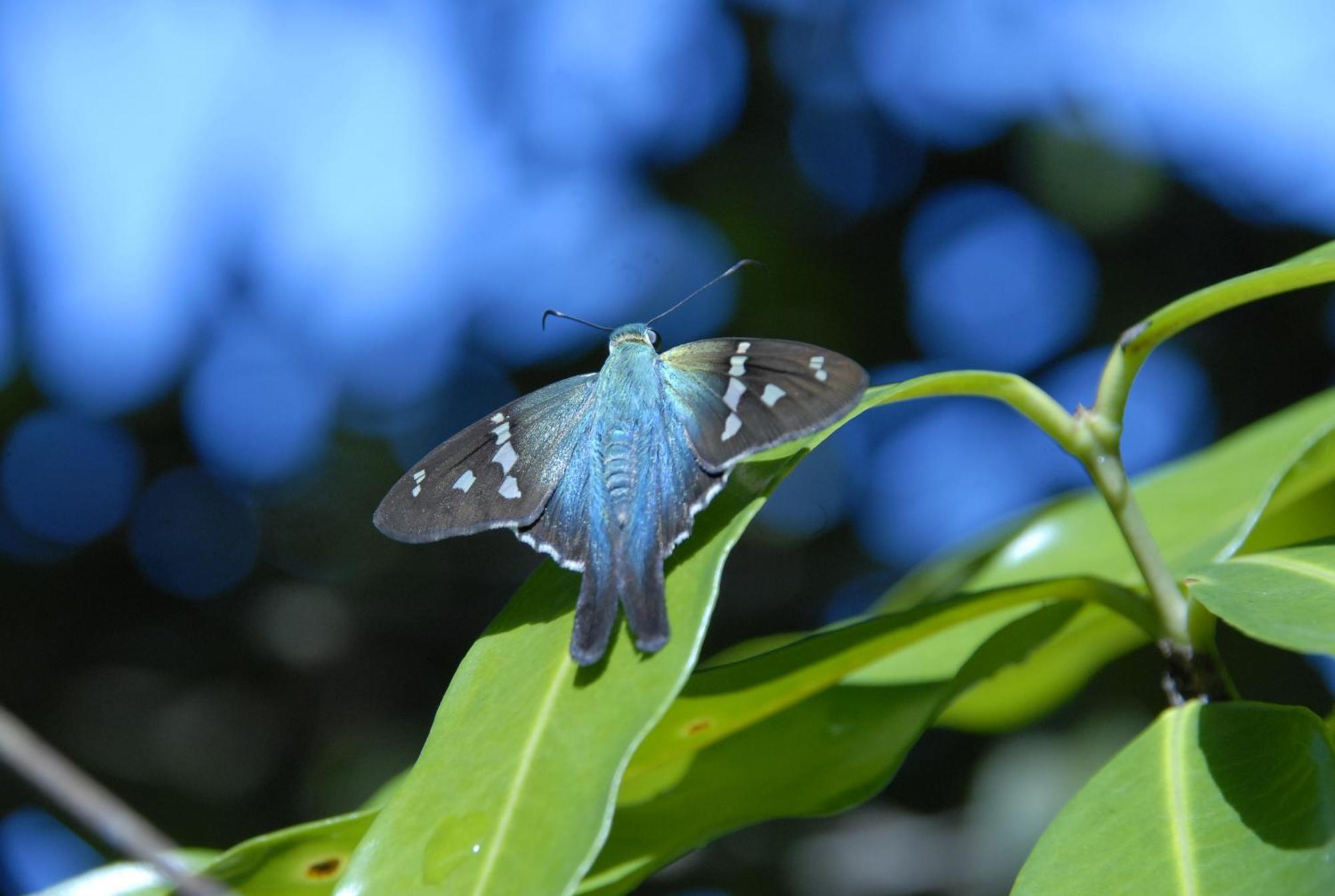 La Mariposa Hotel Manuel Antonio