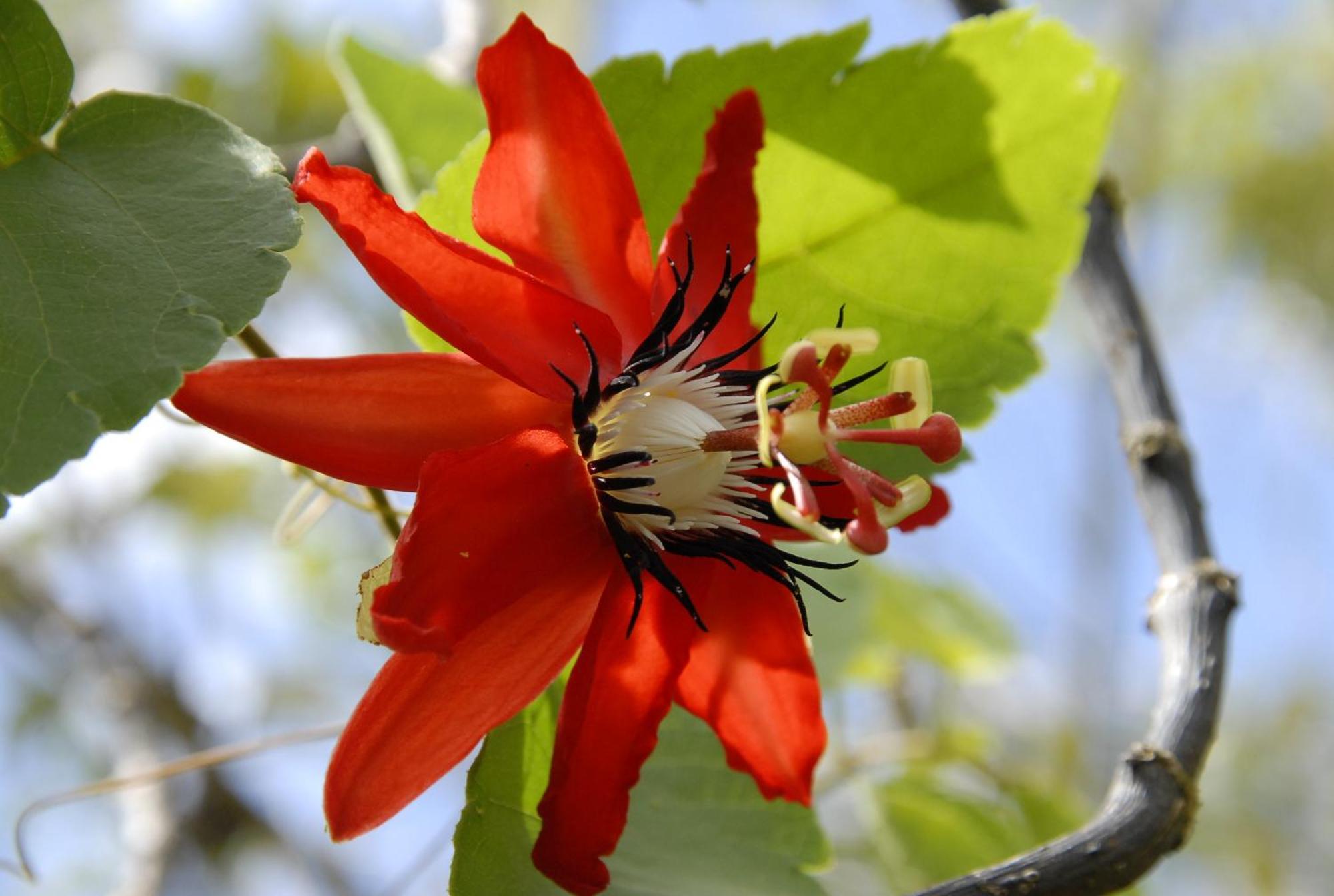 La Mariposa