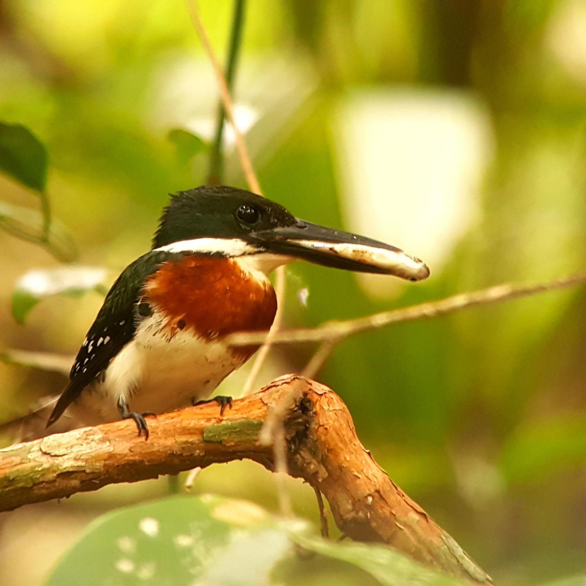 La Mariposa Manuel Antonio