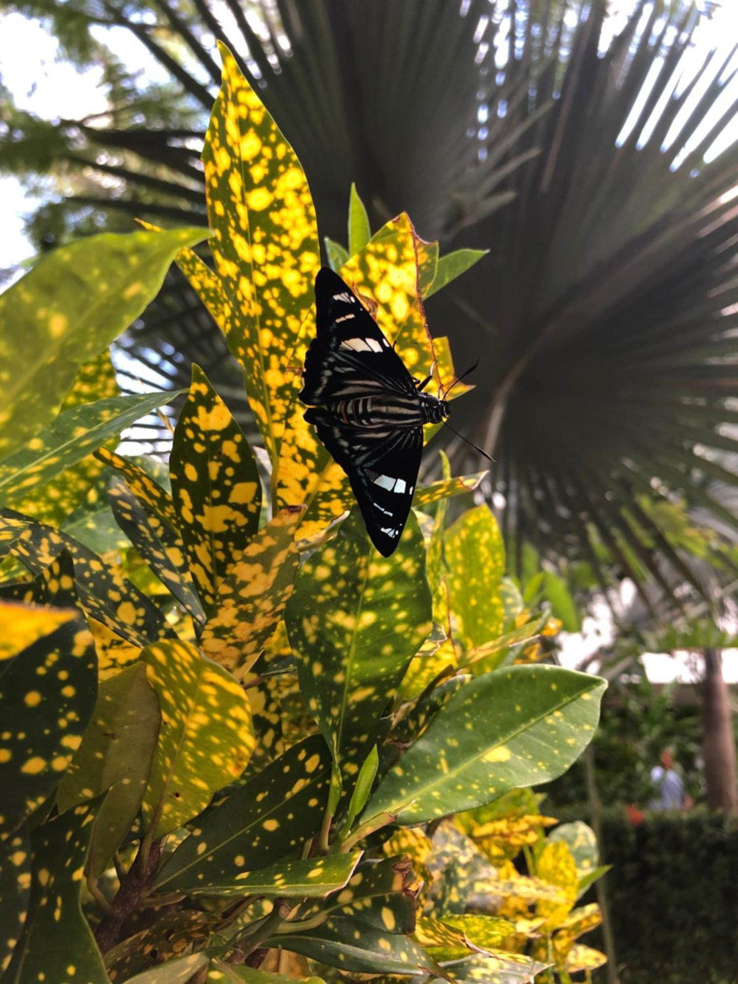 Hotel La Mariposa