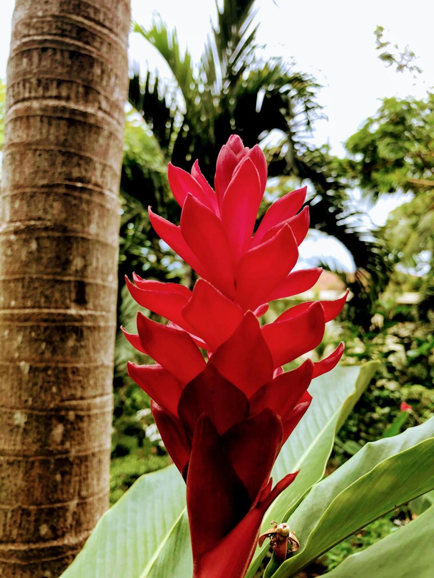 La Mariposa Manuel Antonio