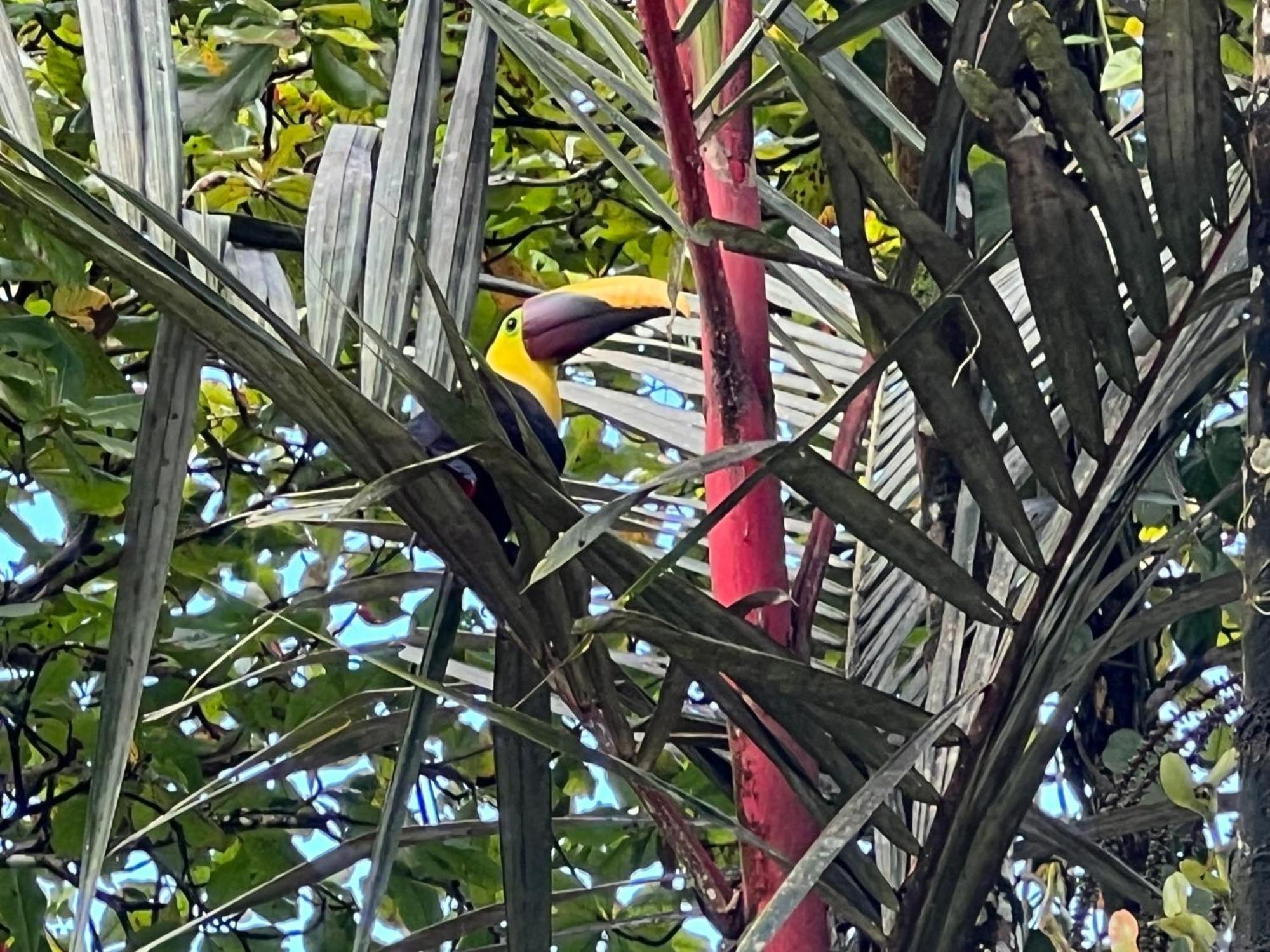 La Palapa Hut Nature Puerto Jimenez