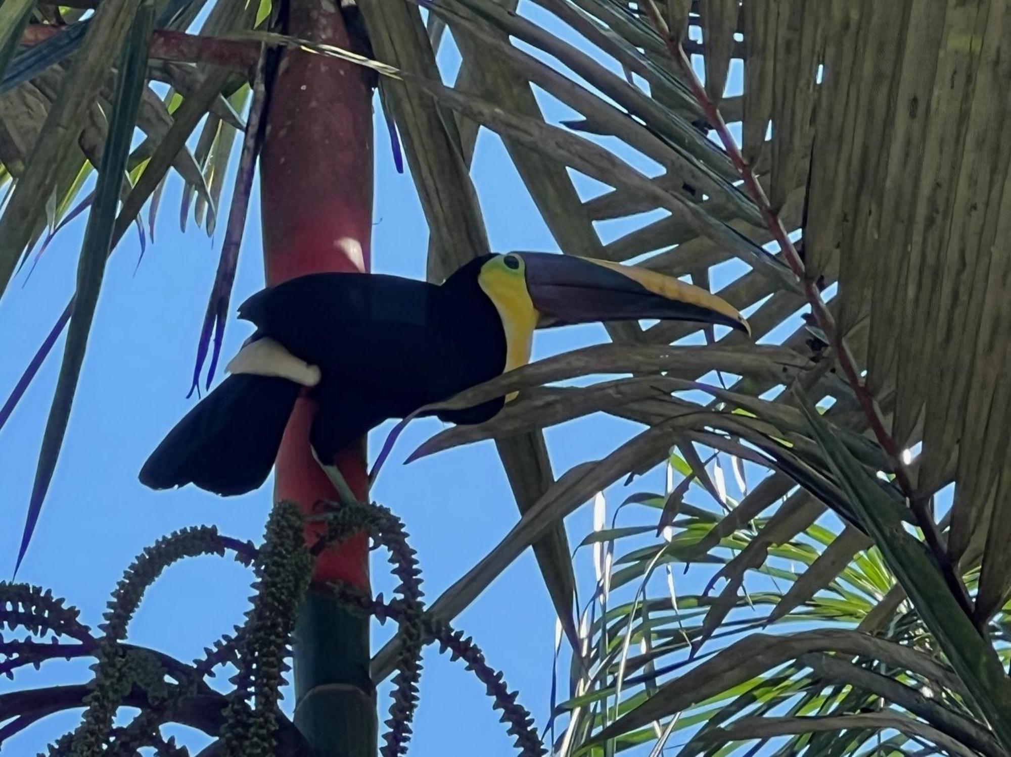 La Palapa Hut Nature Puerto Jimenez