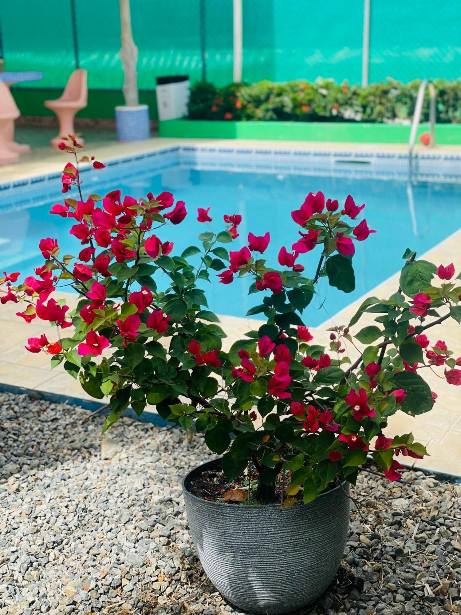 La Fiore De Bahia * Uvita