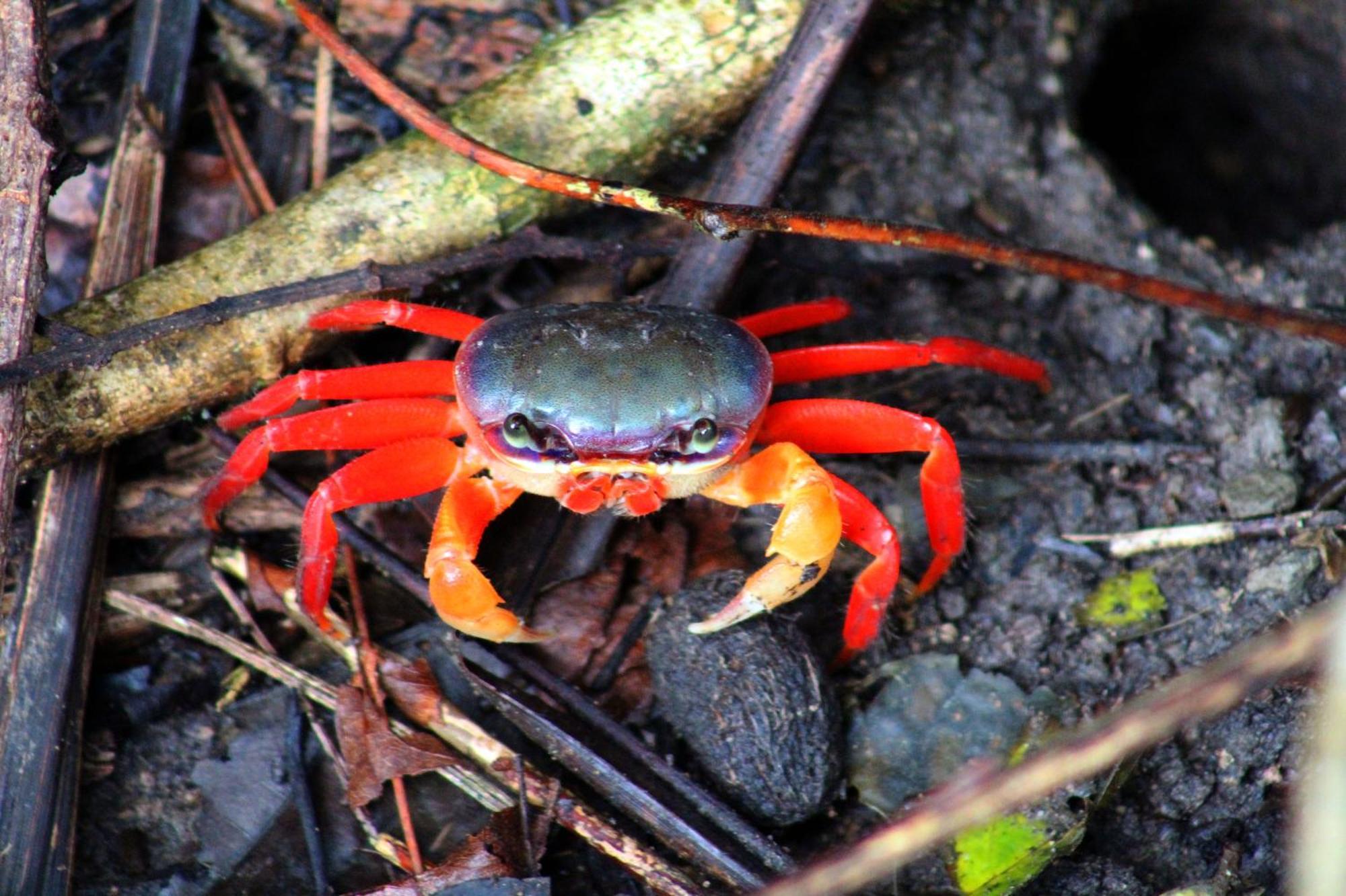 Shana By The Manuel Antonio