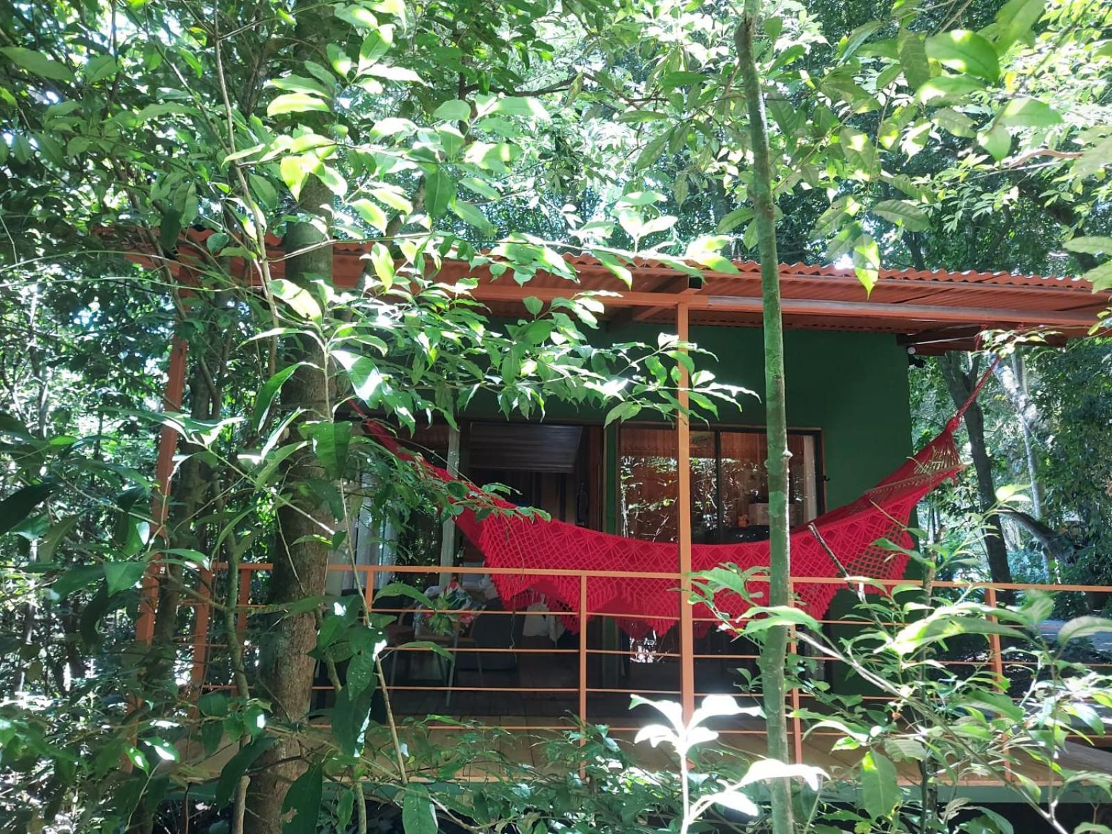 Jungle Living Tree Monteverde