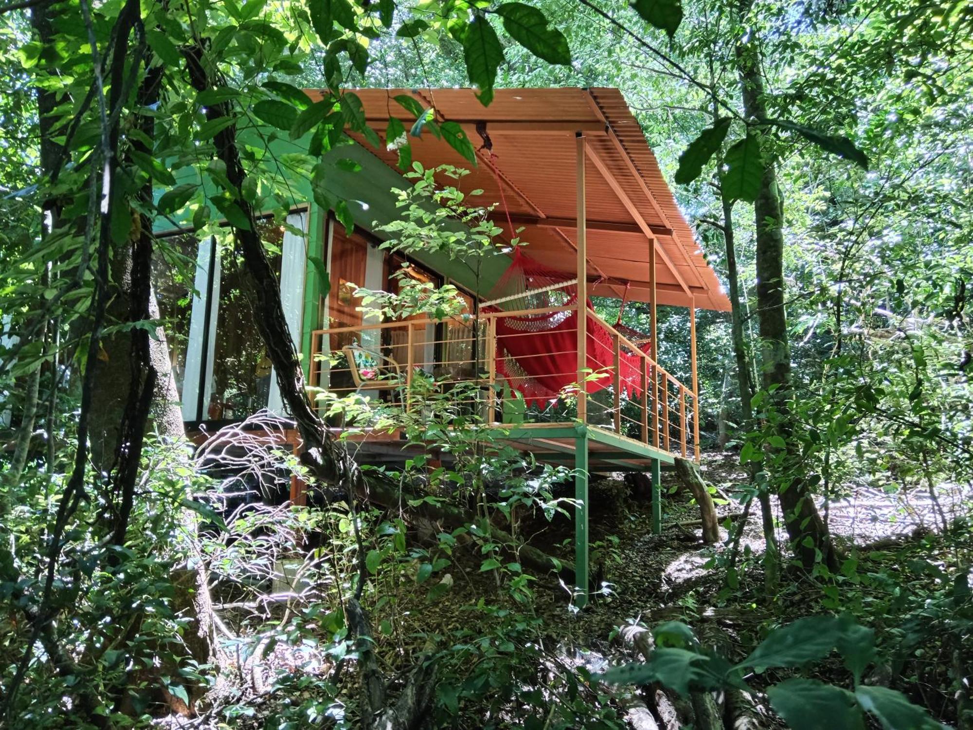 Jungle Living Tree *