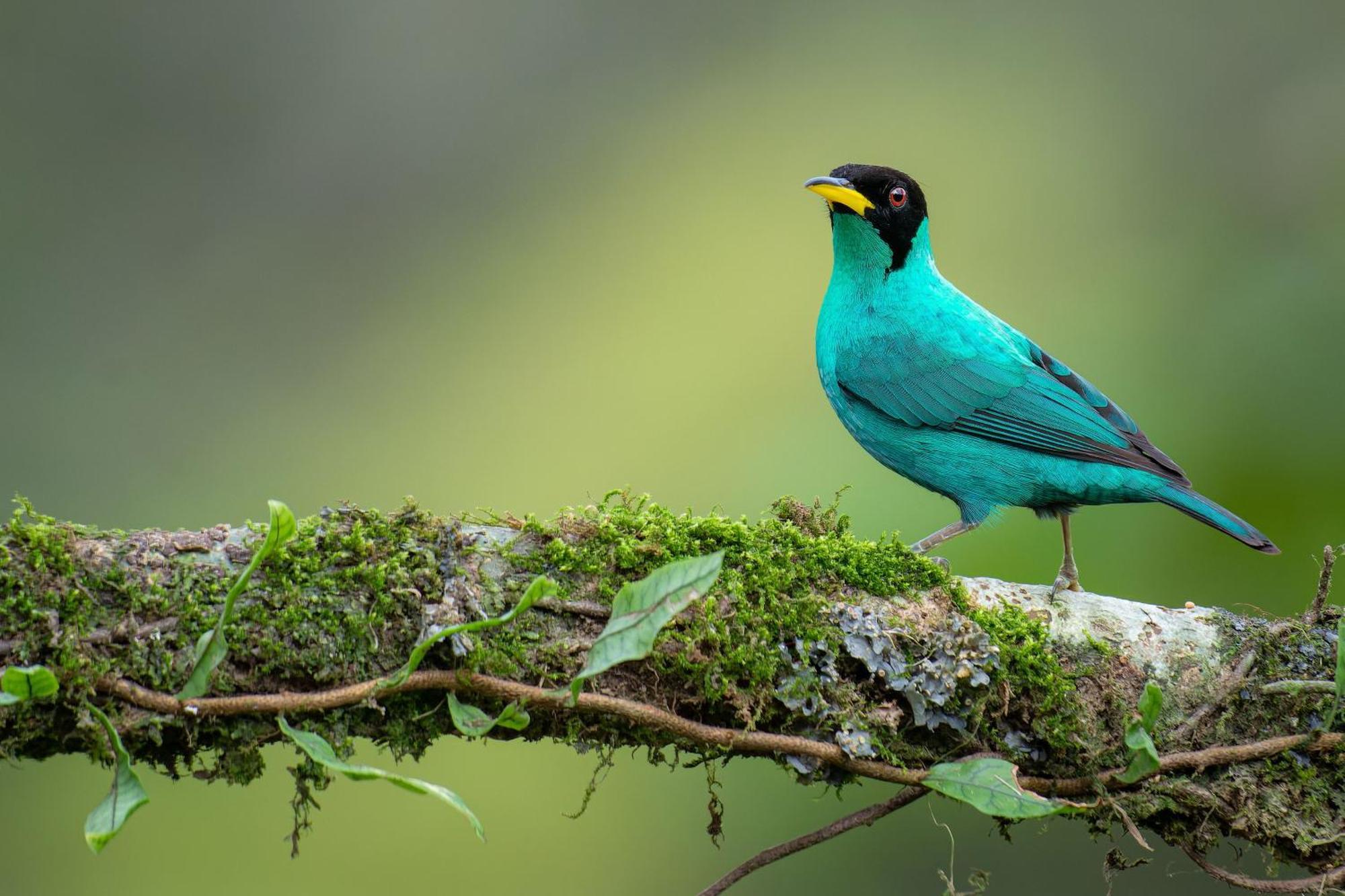 Chachagua Rainforest & Hot Springs 4* La Fortuna