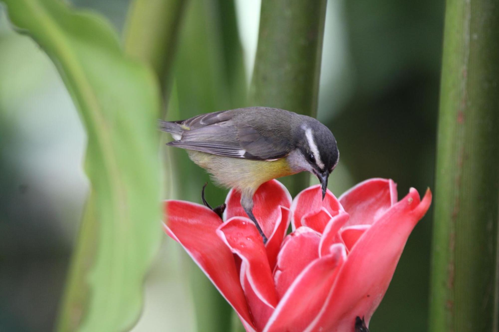 Hotel Chachagua Rainforest & Hot Springs La Fortuna
