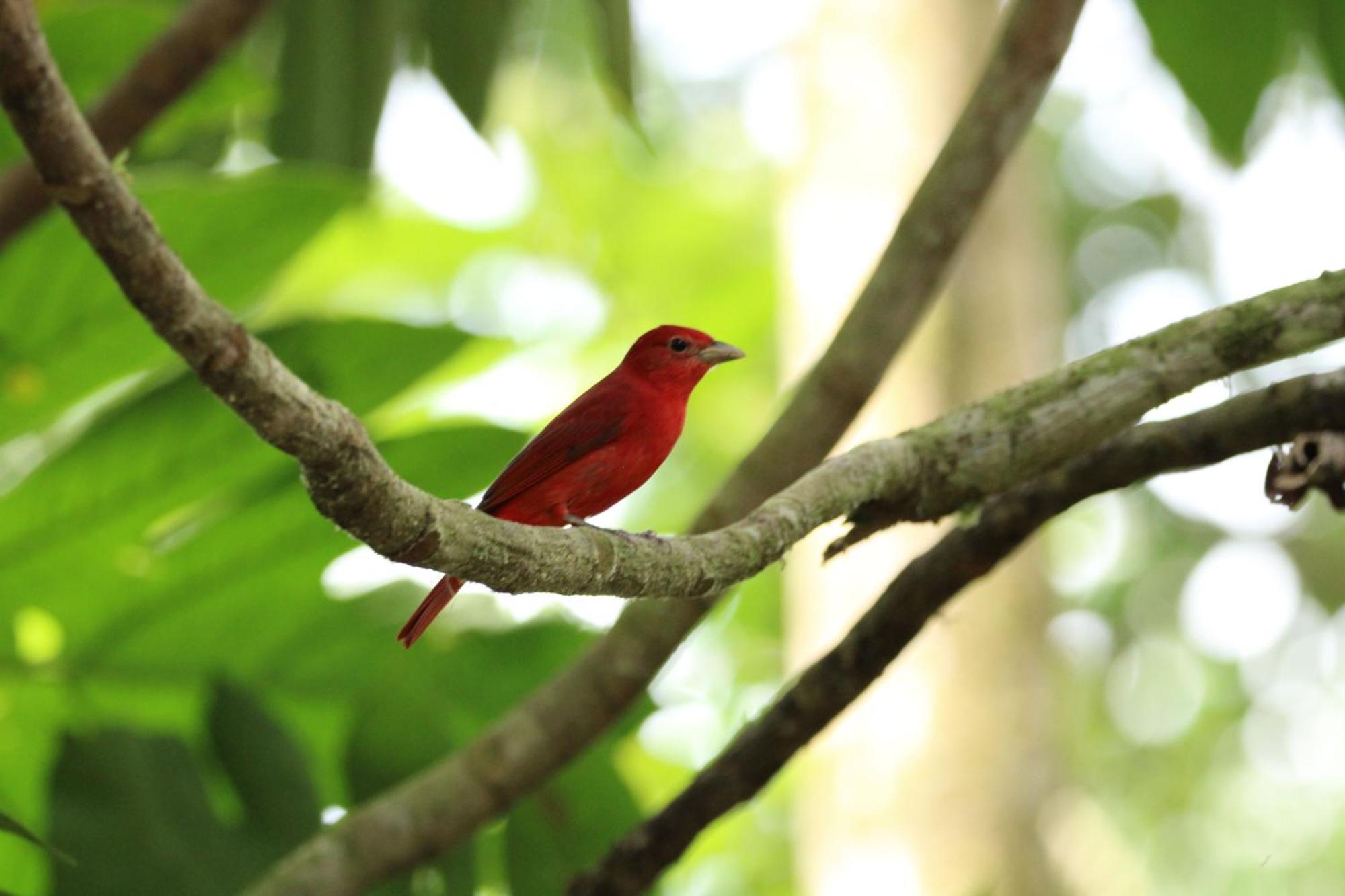 Chachagua Rainforest & Hot Springs 4* La Fortuna