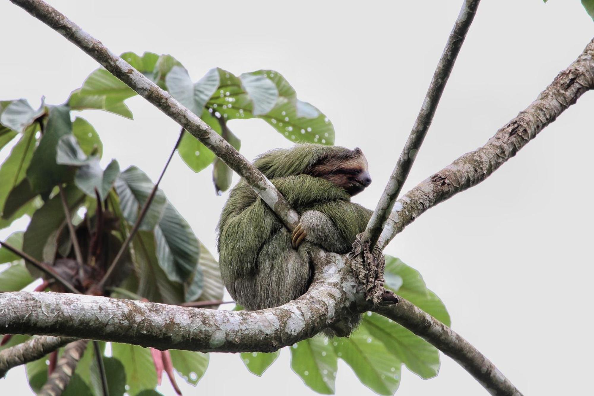Chachagua Rainforest & Hot Springs 4* La Fortuna