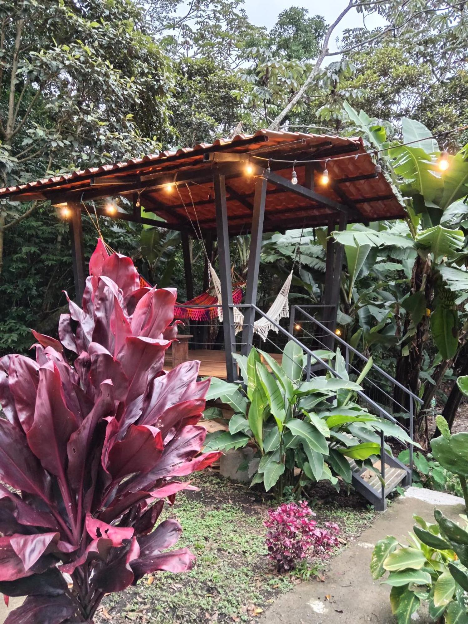 Jungle Living Tree *