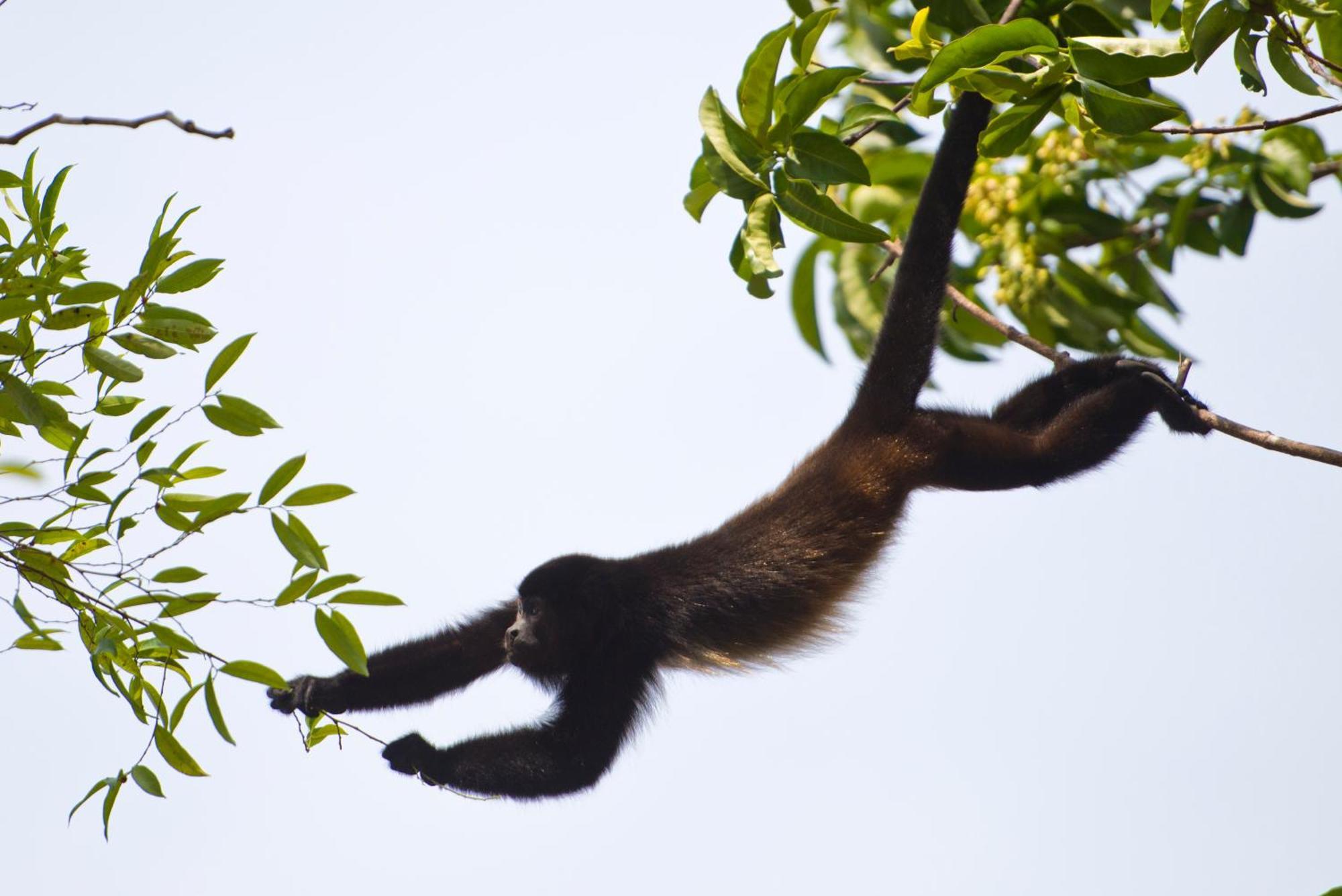 Corcovado Wilderness By Scp Hotel 5*