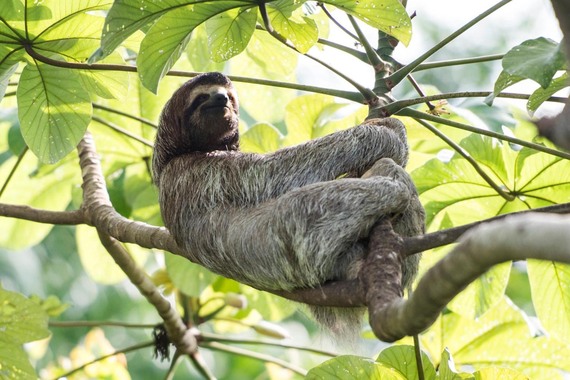 Corcovado Wilderness By Scp Hotel