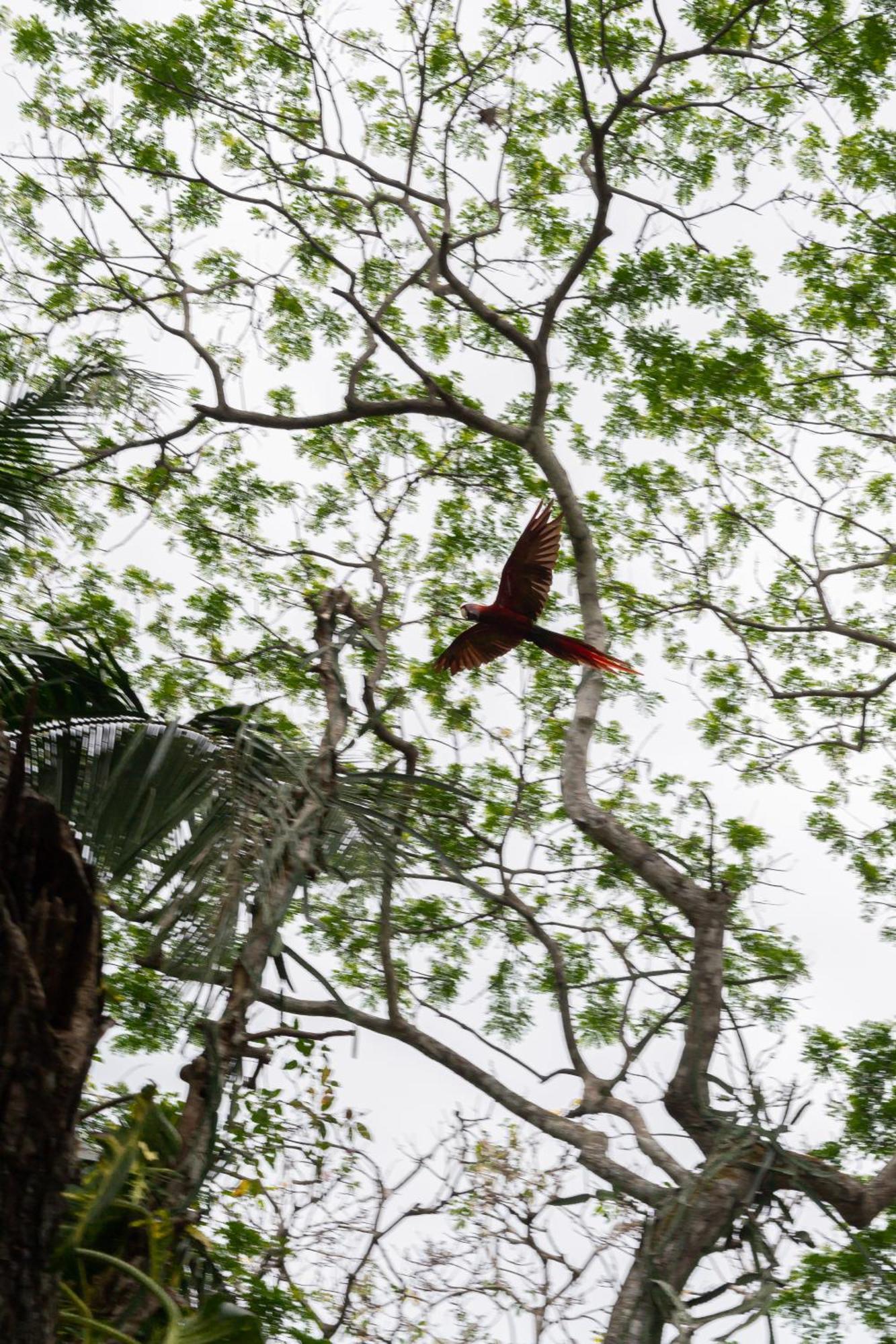 Apartment Macaw Paradise *
