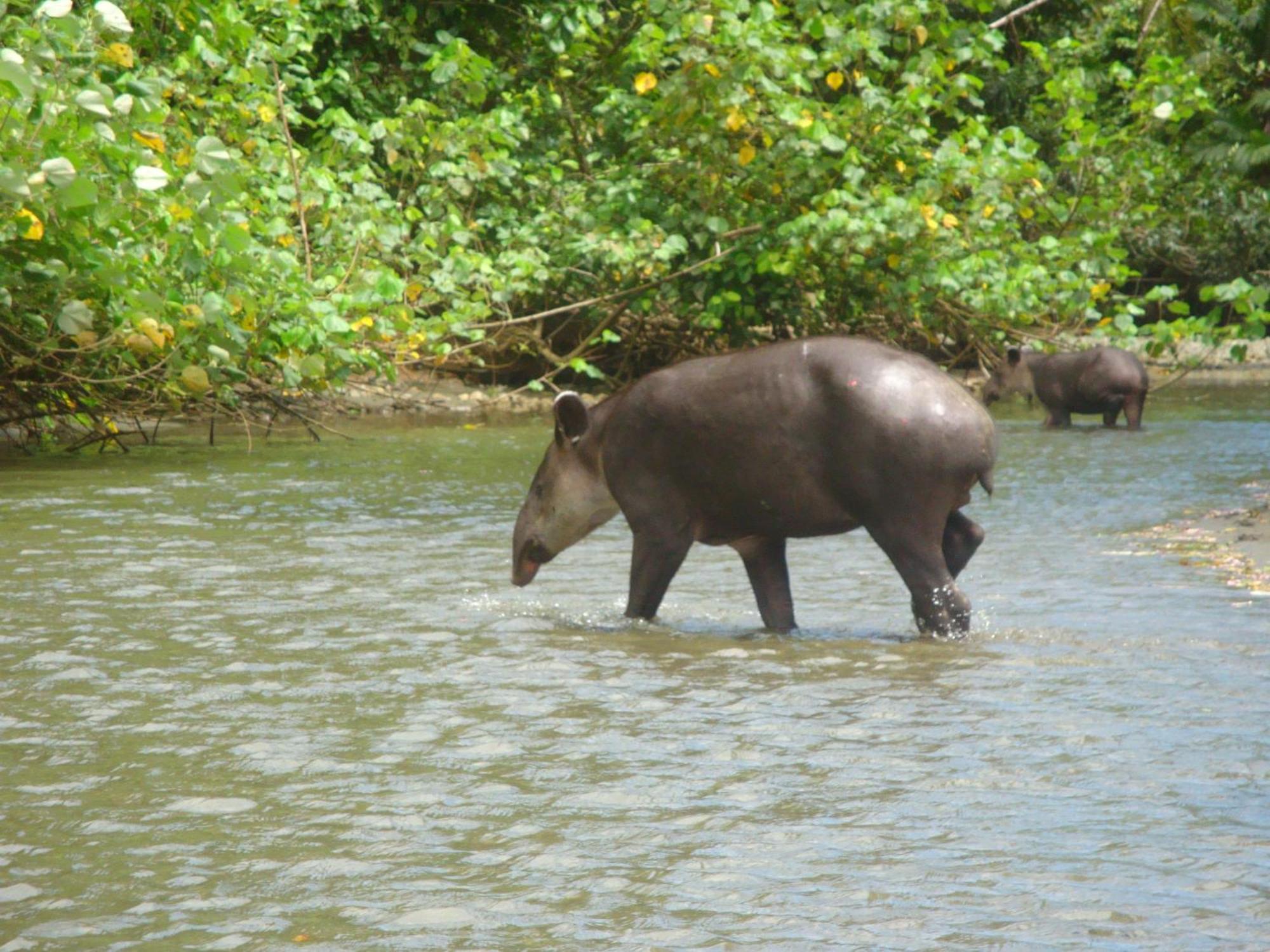 Isla Violin Eco-lodge Lodge *