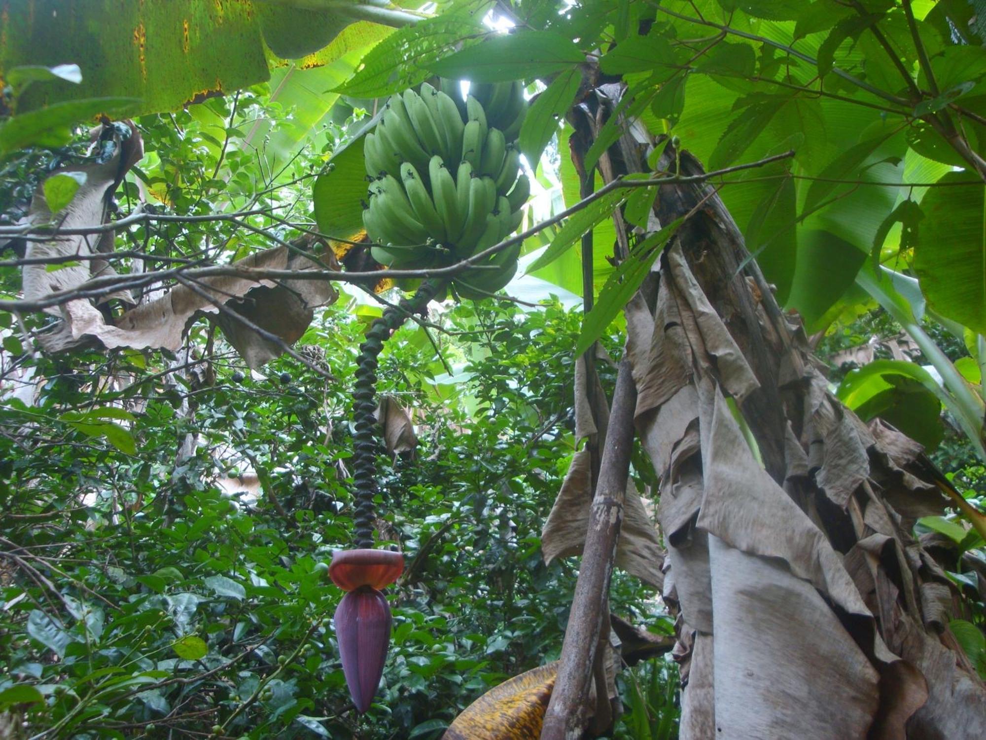 Lodge Isla Violin Eco-lodge *