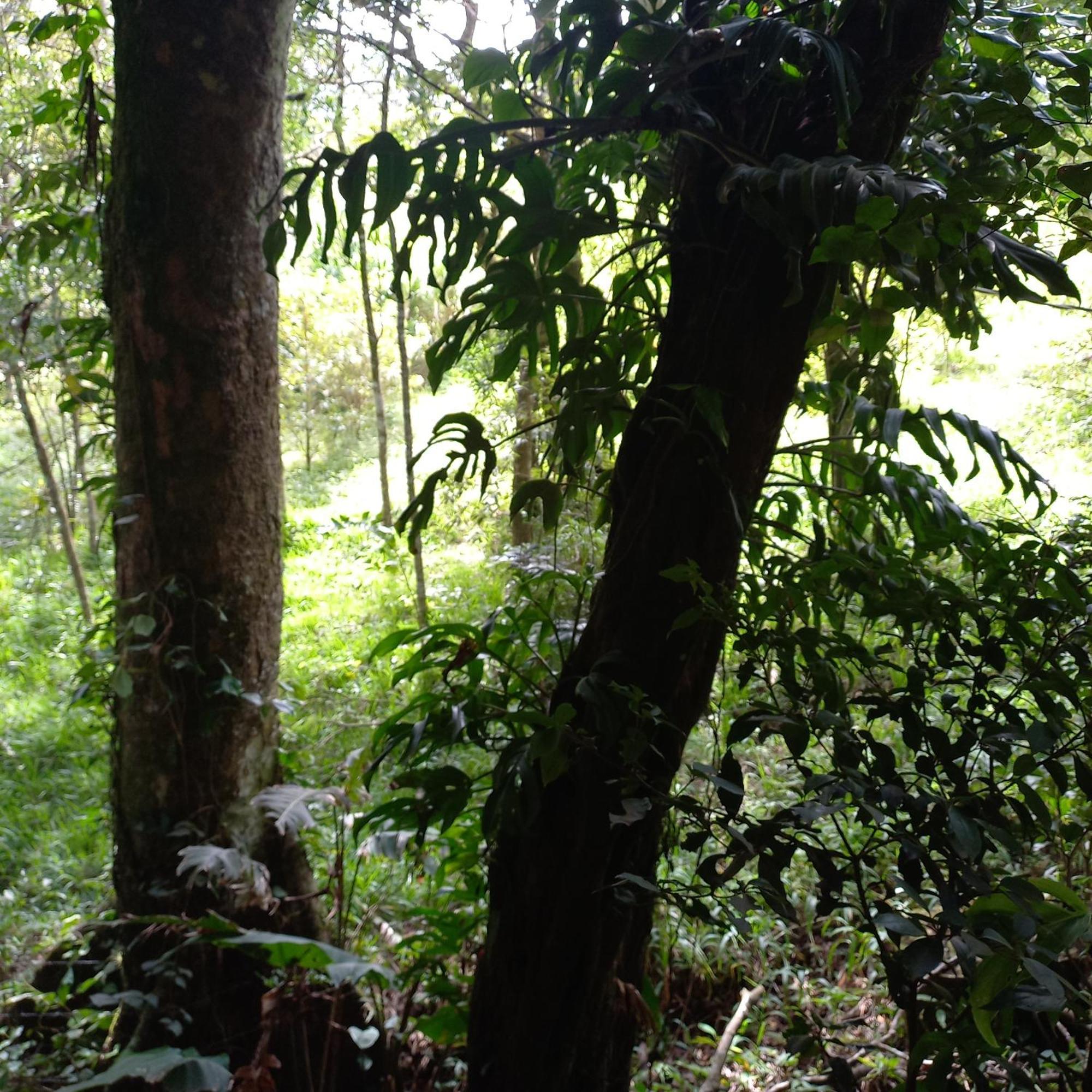 Holiday home Romantic Monteverde