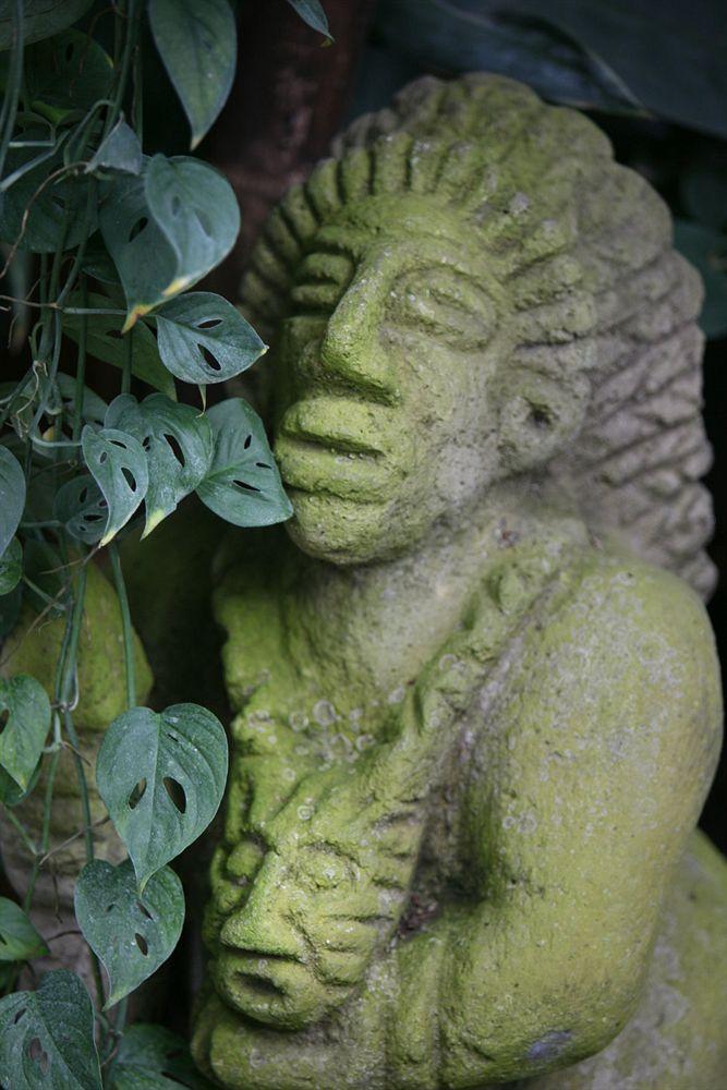 Iguana 2*