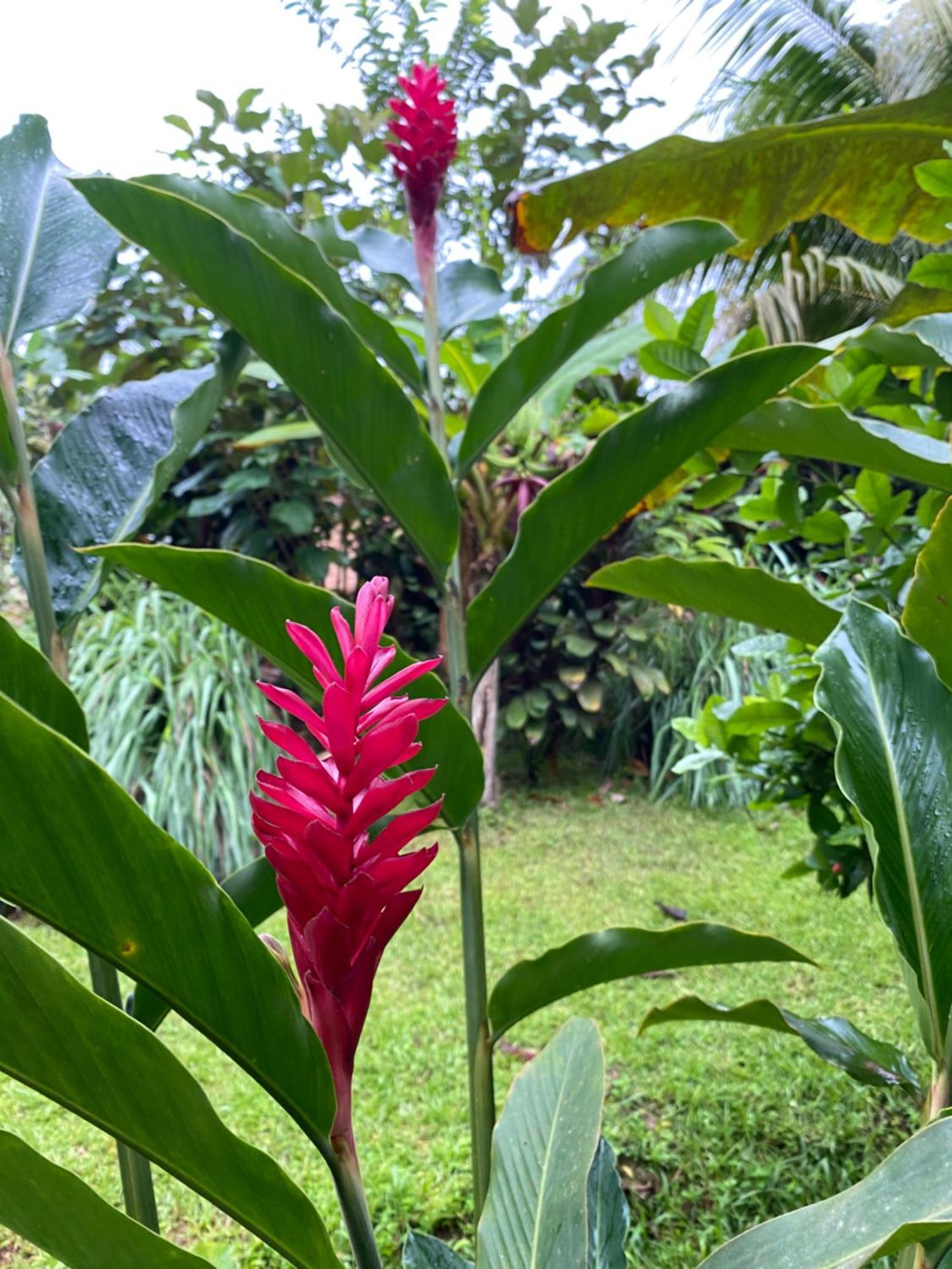 Casita Corcovado Holiday home *