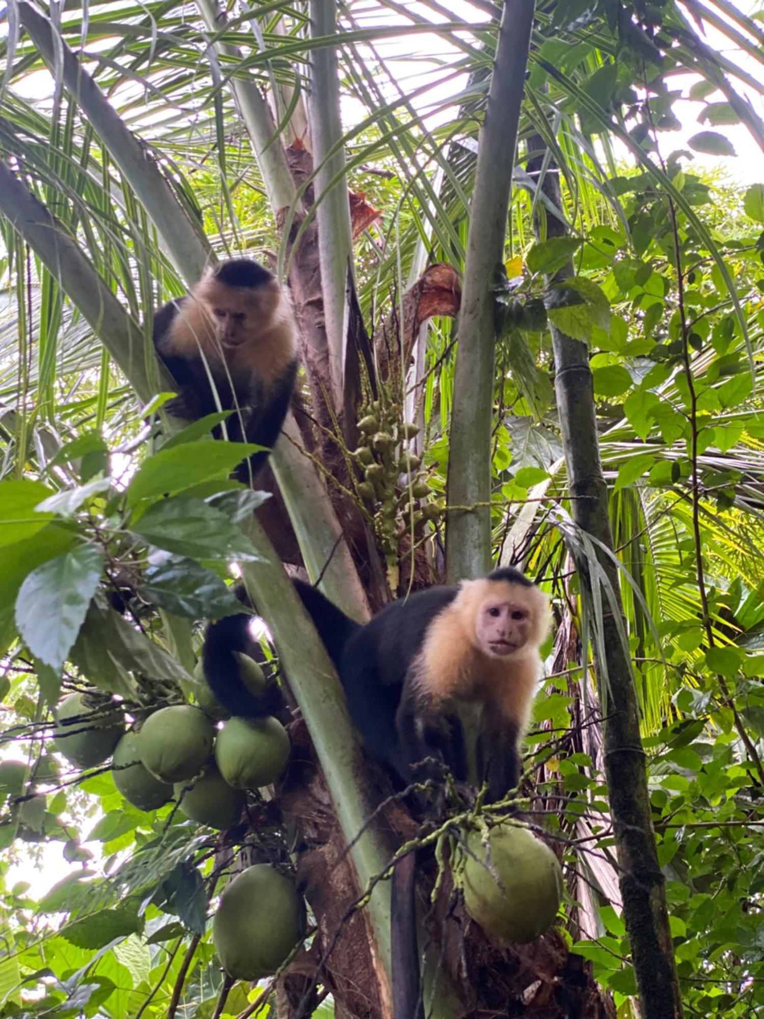 Casita Corcovado Holiday home