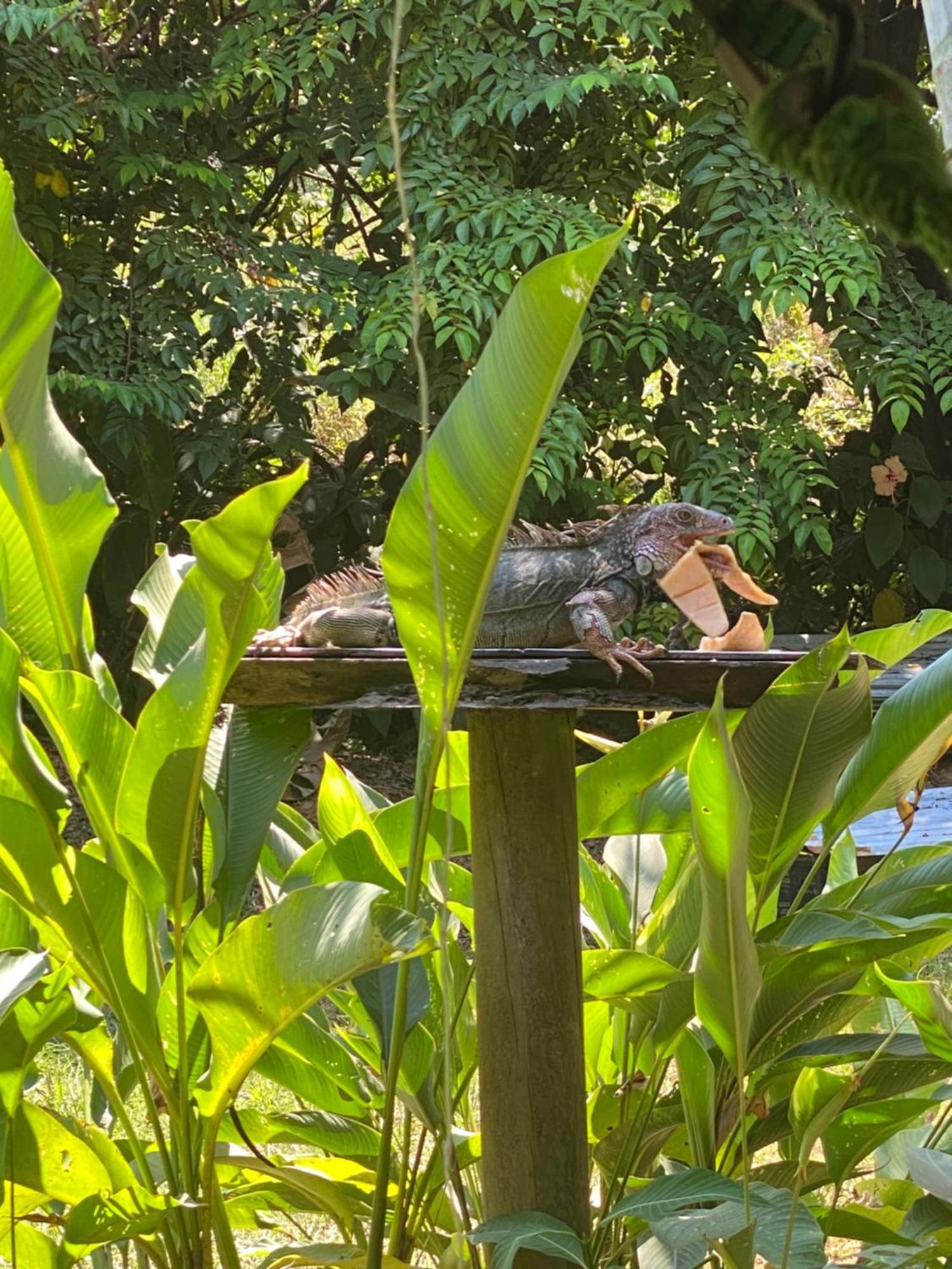 Holiday home Casita Corcovado Drake Bay