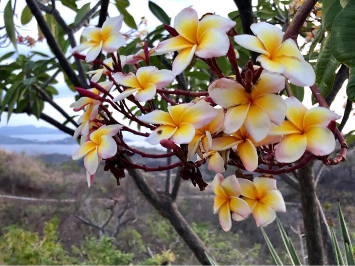 Serene Hilltop Haven Infinity Views Tranquil Vibe Villa *