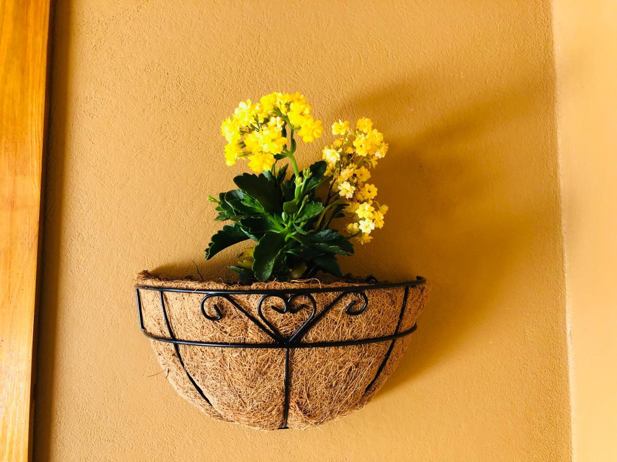 Bed & Breakfast Cocodrilo
