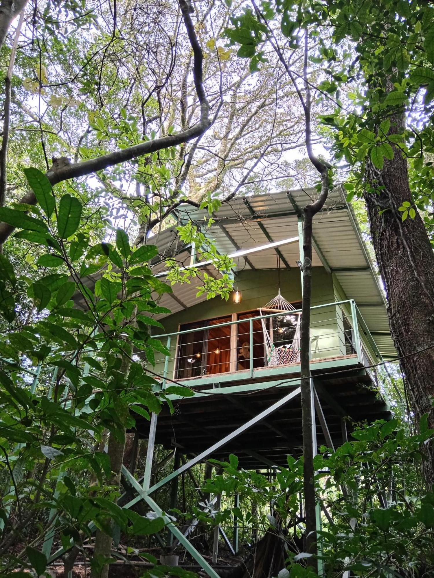 Jungle Living Tree Lodge