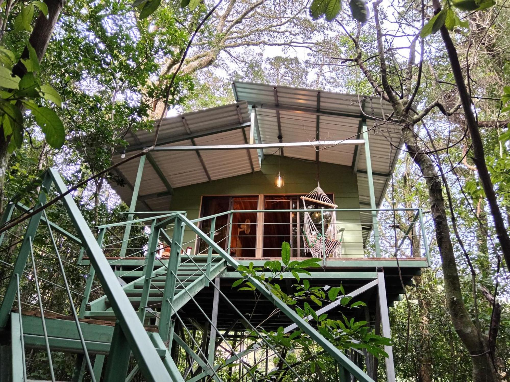 Lodge Jungle Living Tree *