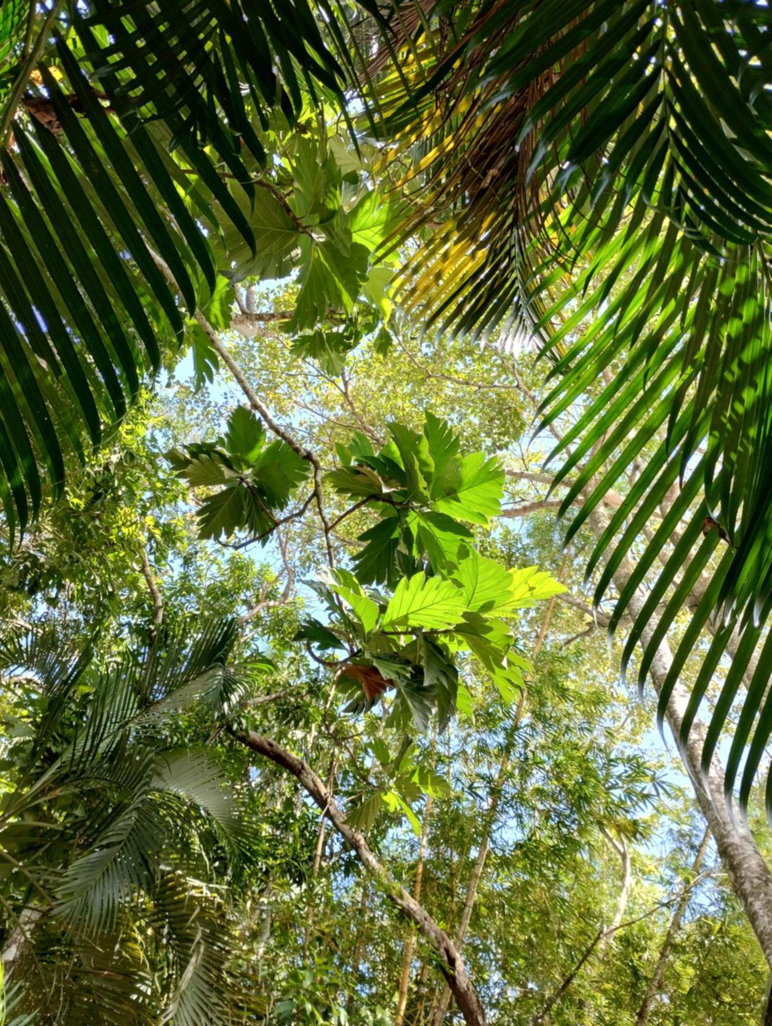 Casajungla Jaco