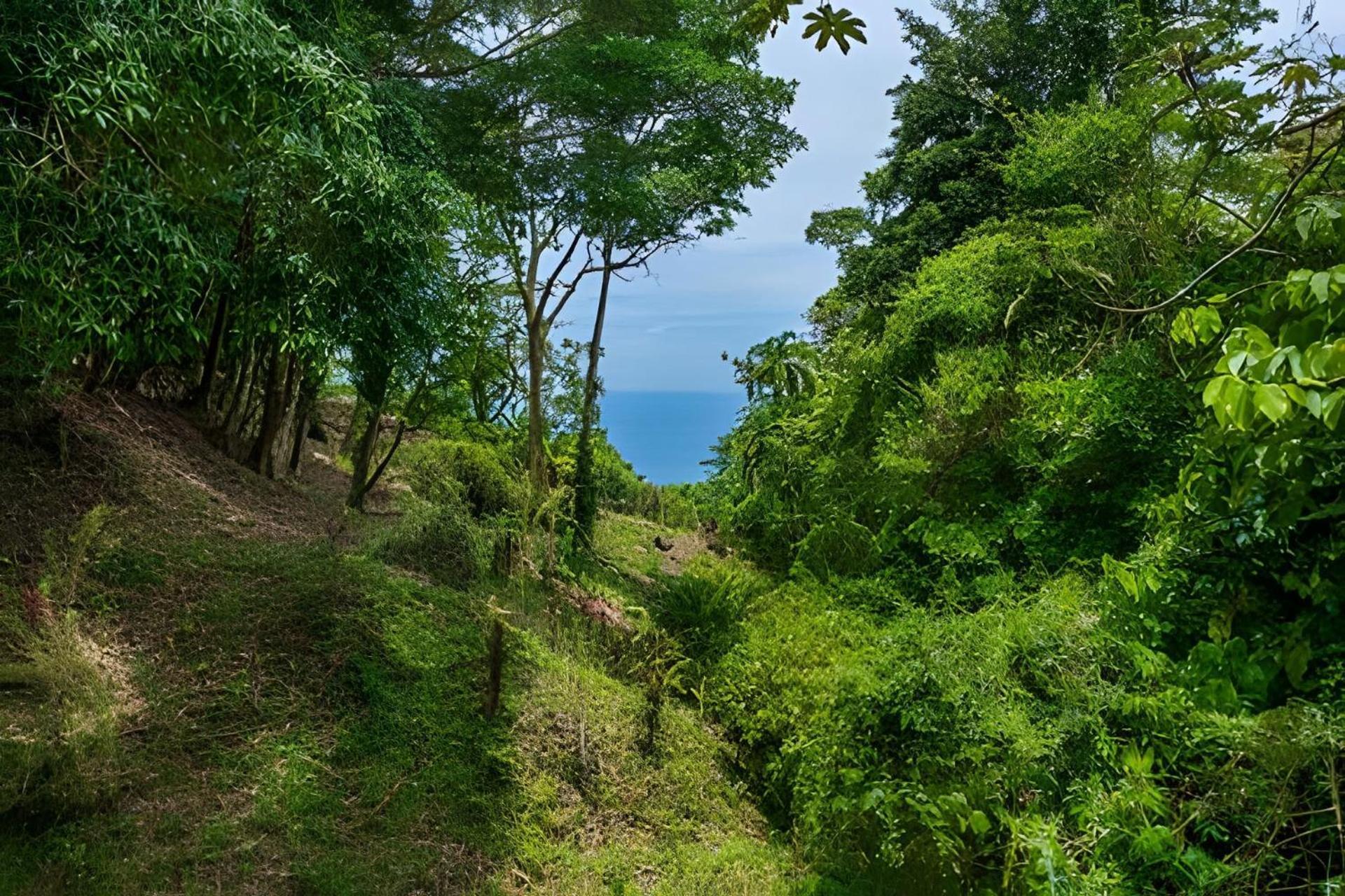 The Jungle Bed & Breakfast Dominicalito