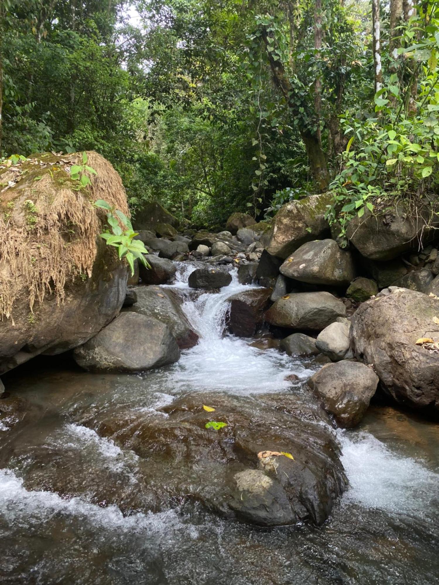Jungle River *