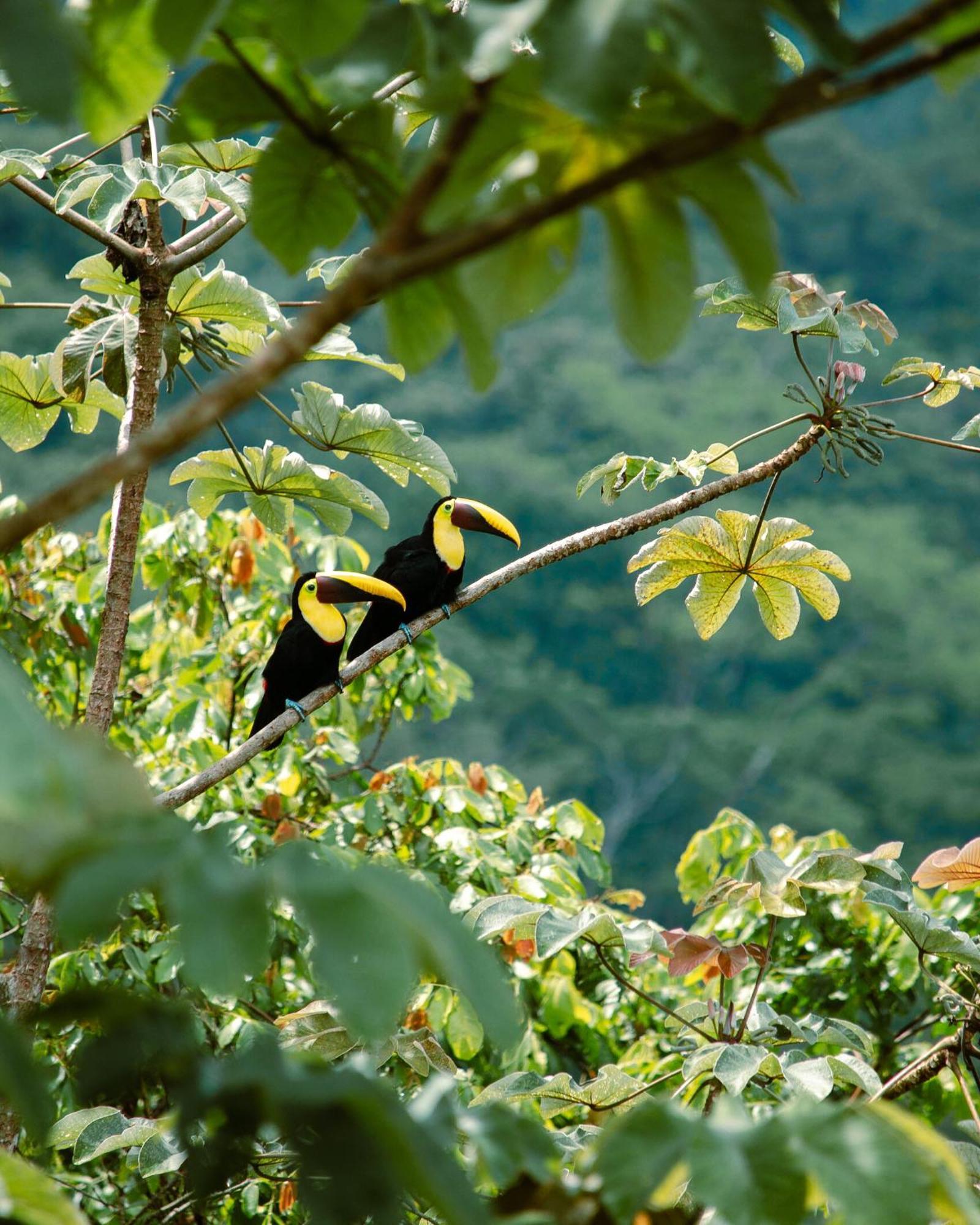 Jungle River